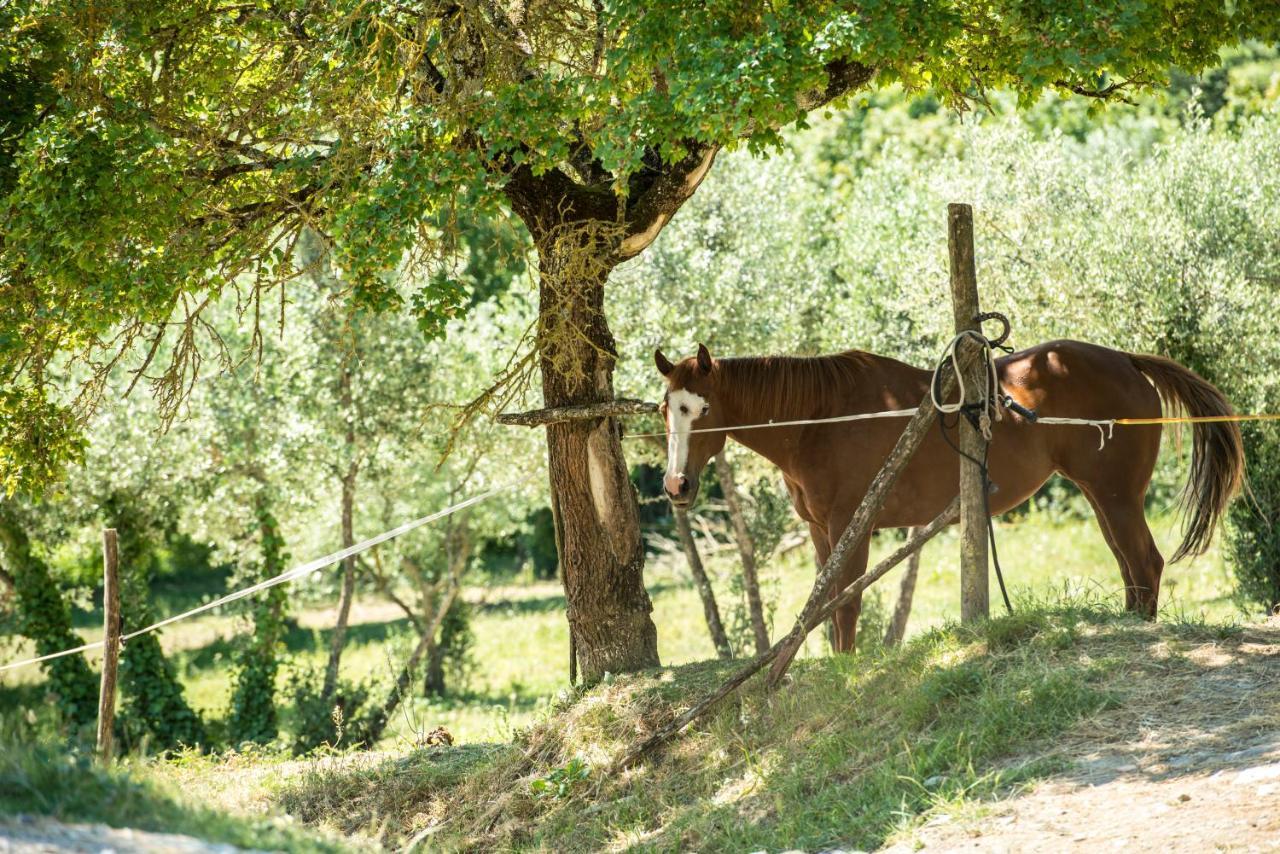 Agriturismo Fattoria Lavacchio Понтассьеве Экстерьер фото
